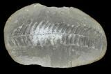 Pecopteris Fern Fossil (Pos/Neg) - Mazon Creek #92292-1